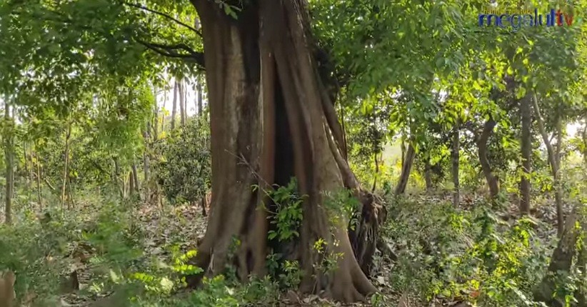 Pohon unik di Jombang ini disebut suka mengilang sendirinya (Foto / Megaluh TV)