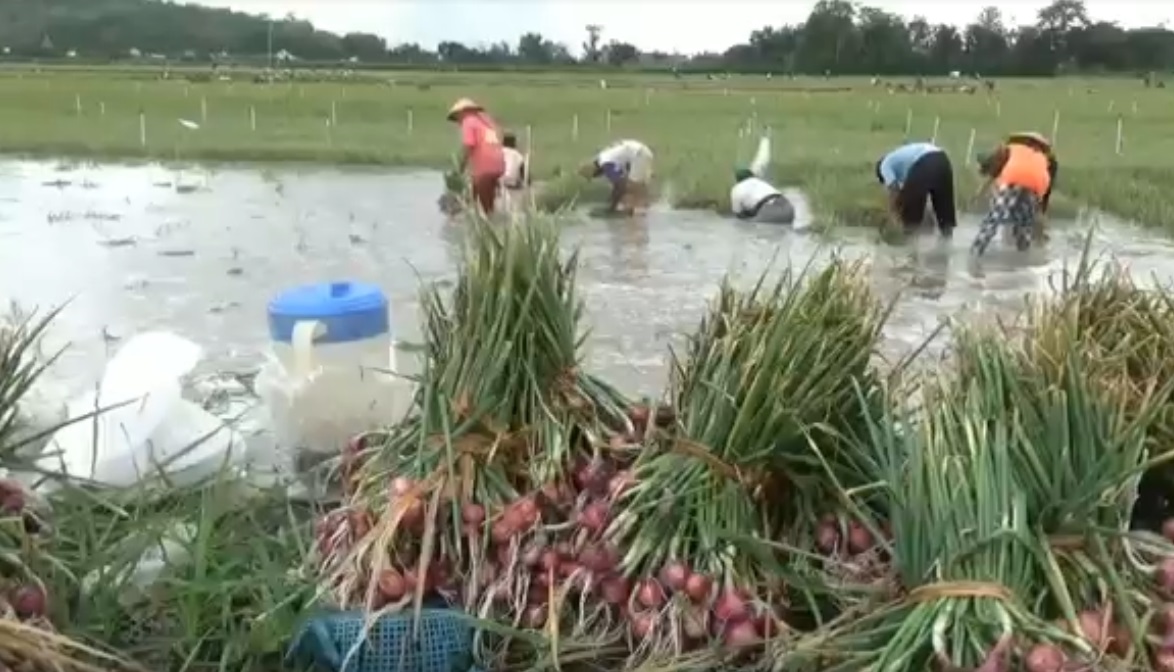 Diguyur Hujan 4 Jam, Petani Bawang Merah Tulungagung Merugi