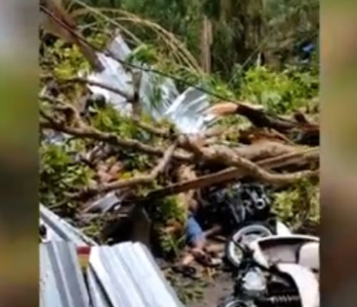 Pohon tumbang di wilayah Jolotundo Mojokerto mengakibatkan 3 warga meninggal. (Foto / Metro TV)