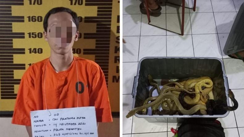 2 Pemuda di Tulungagung Nekat Mencuri 15 Ular Piton, Ini Akibatnya