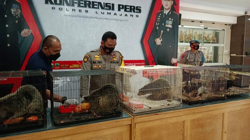 Polisi Amankan 11 Ekor Satwa Dilindungi dari Lumajang, Mulai Burung Hingga Musang