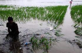 268,95 Hektare Lahan Pertanian di Jatim Terdampak Banjir, Gresik Terparah!