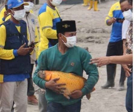 Seekor ikan mas jumbo ditemukan di tumpukan abu vulkanik Gunung Semeru (Foto / Istimewa)