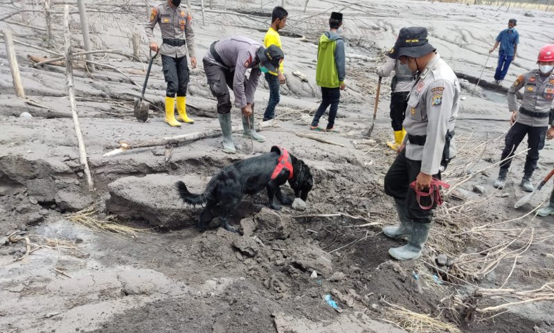 Anjing pelacak dari Unit K9 milik Polda Jatim dan Mabes Polri diterjunkan untuk mencari korban erupsi Semeru (Foto / Metro TV)