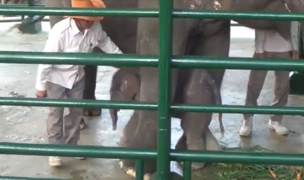 Anak Gajah Kebun Binatang Surabaya Mendadak Mati, Polisi Selidiki Penyebabnya