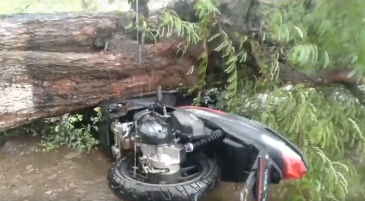 Pohon tumbang menimpa motor di Situbondo. (metrotv)