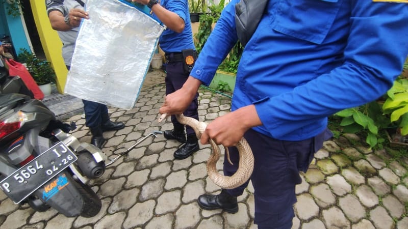 Petugas mengevakuasi ular kobra yang menyerang warga (Foto / Metro TV)