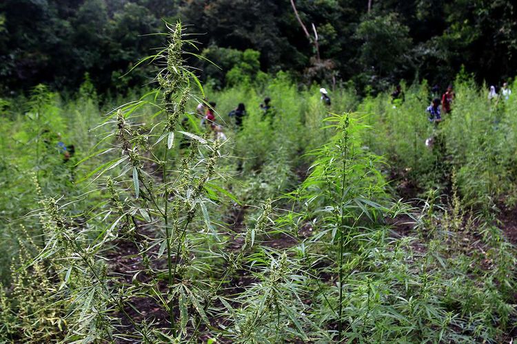 Ladang Ganja di Kaki Gunung Bromo Dibongkar Polisi