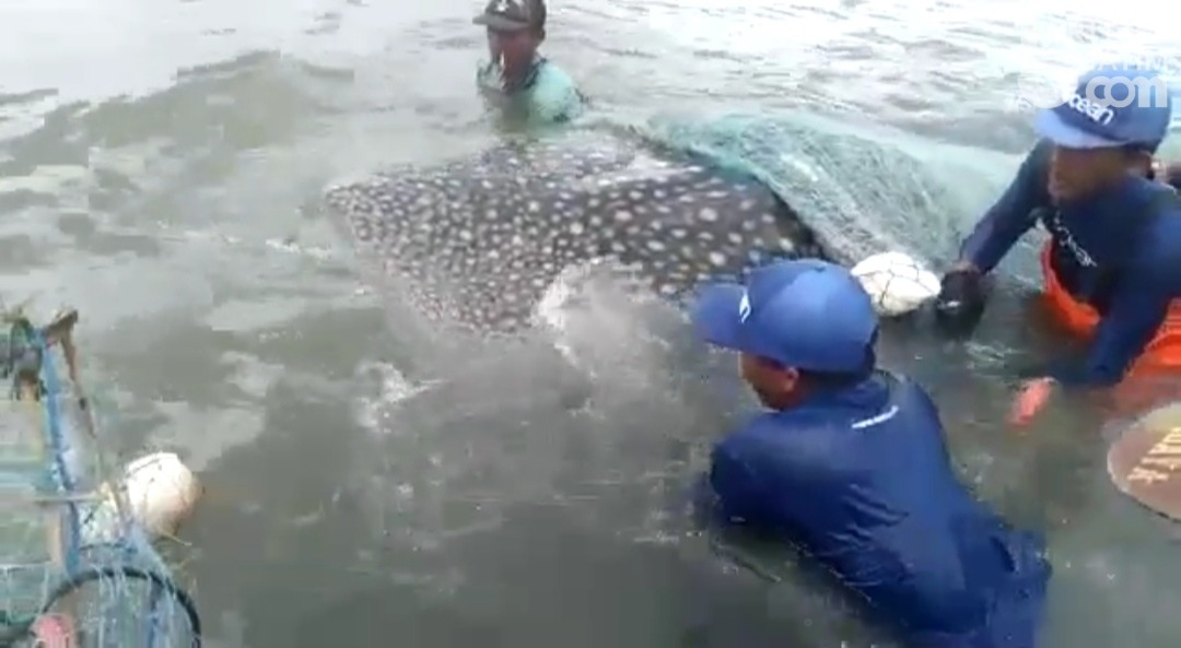 Nelayan mencoba menyelamatkan hiu tutul yang terperangkap jaring (Foto/ Istimewa)