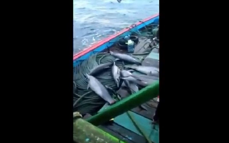 Tangkapan layar video penangkapan lumba-lumba (Foto / Metro TV)