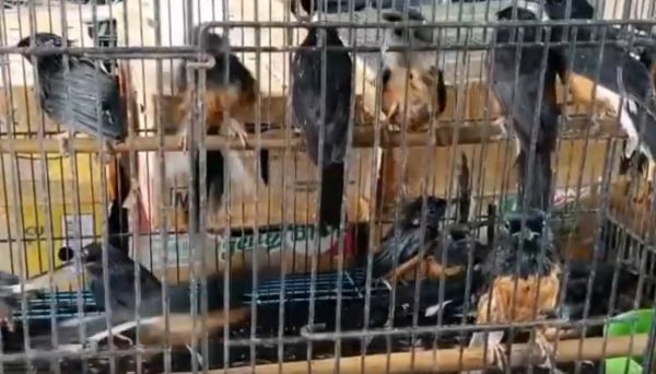 2 Warga Kediri Selundupkan Ribuan Burung Asal Kalimantan ke Surabaya