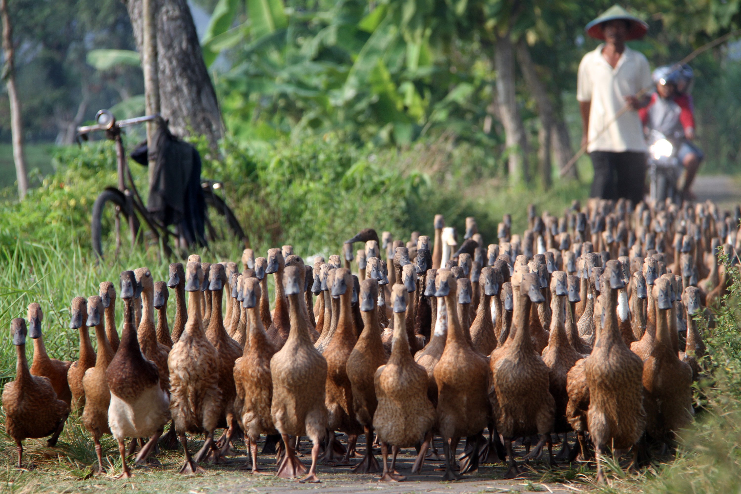 Blitar Darurat Pencurian Ternak!, Setelah 19 Kambing Kini 308 Ekor Bebek Lenyap Semalam