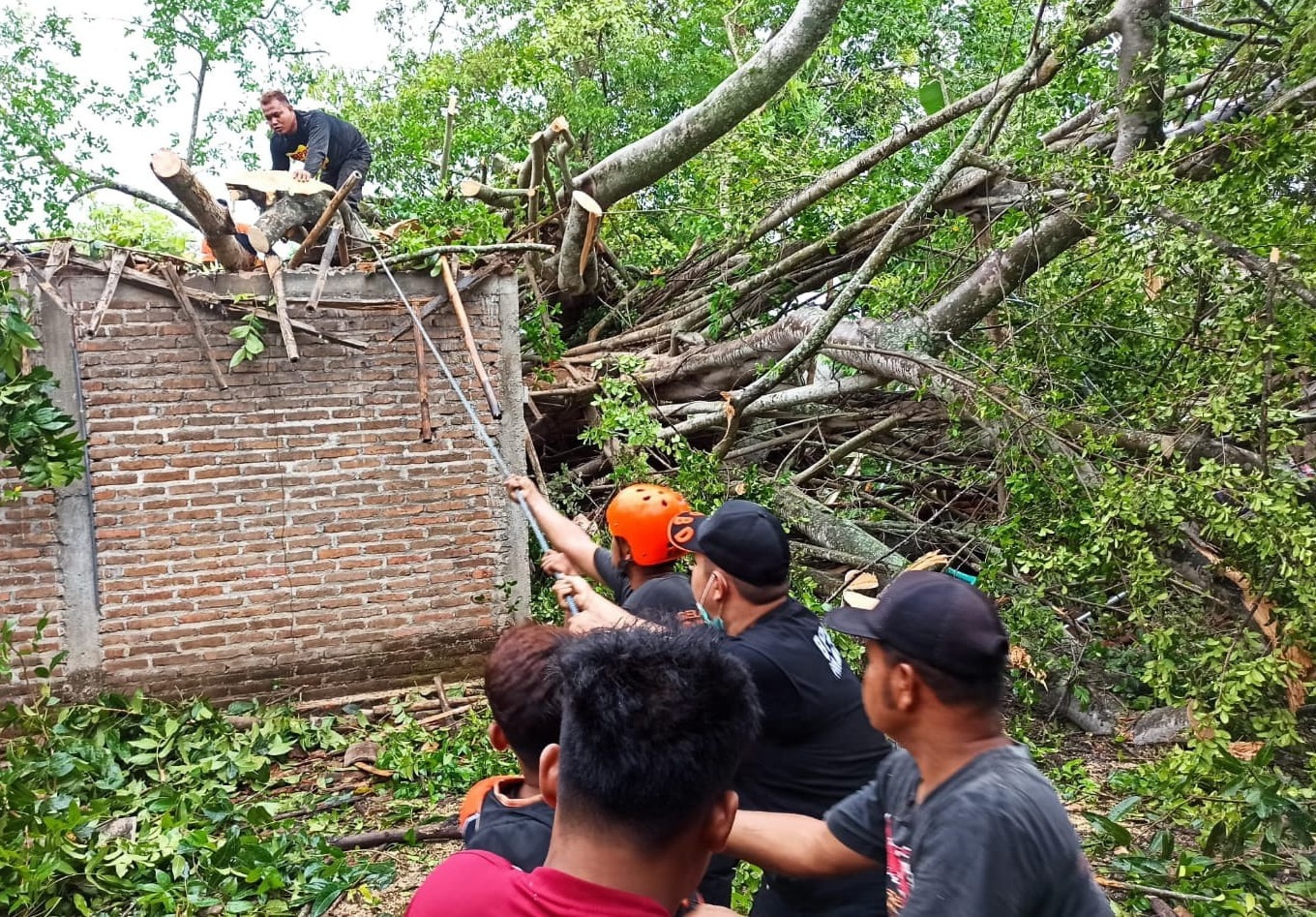 Pohon tumbang di Proboliggo timpa rumah warga akibat puting beliung (Foto / Metro TV)