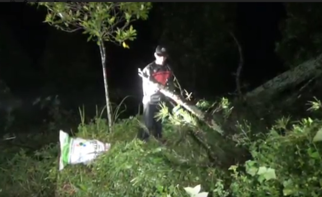 Petugas melakukan olah TKP di lokasi pohon tumbang yang menewaskan warga pencari rumput. (metrotv)