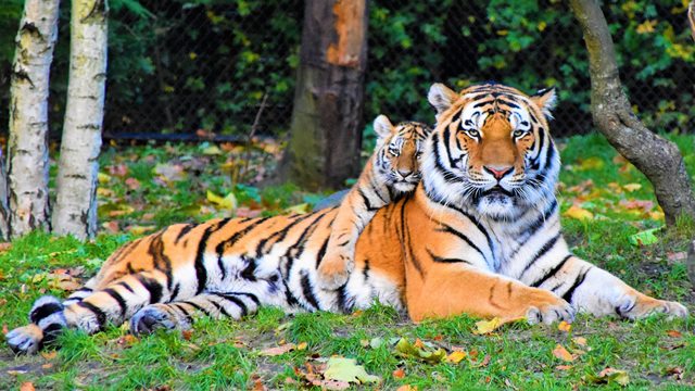 Harimau/ist