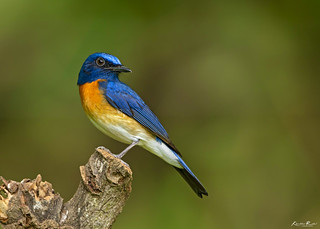 Burung genus Cyornis/ist