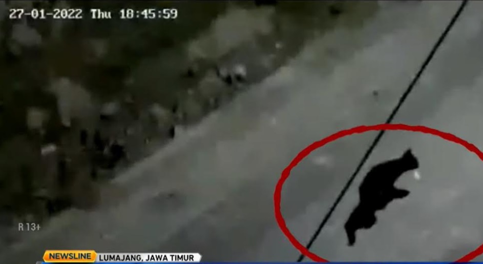 Aktivitas macan kumbang ini terekam kamera CCTV petugas Taman Nasional Bromo Tengger Semeru (TNBTS) yang dipasang di pos pantau lahar. Metro TV