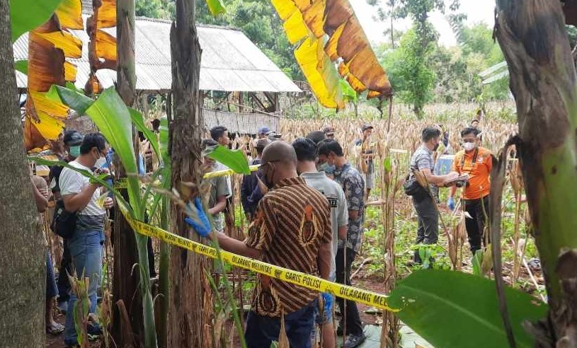 Polisi melakukan olah TKP di kebun jagung milik Tani (Foto / Metro TV)