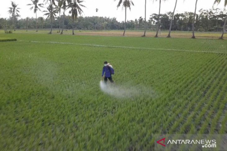 Petani memberi pupuk di lahan persawahan di Kabupaten Jember. Foto: Jember/VJ Hamka Agung Balya