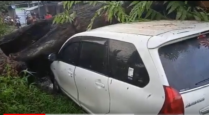 Pohon tumbang menimpa mobil saat hujan deras di wilayah Jember, Jawa Timur. (metrotv)