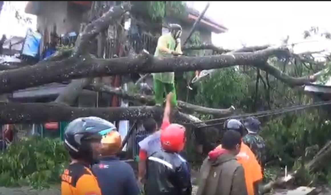 Belasan pohon tumbangi di ruas  Jalan Raya Ahmad Yani dan Jl Sultan Agung dan Jl  Raya Penarukan, Kepanjen, Malang/metrotv