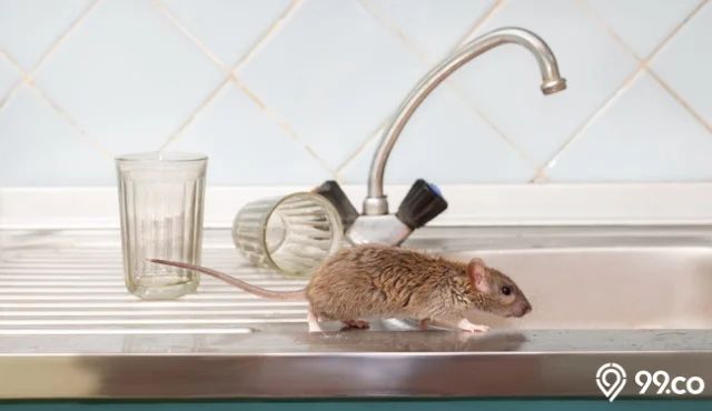 Waspada! Berikut 7 Penyebab Tikus Masuk Rumah