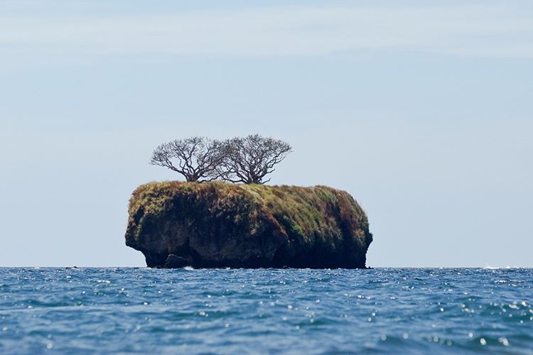 4 Pulau Ini Jadi Surga Ular Berbisa, Salah Satunya di Indonesia