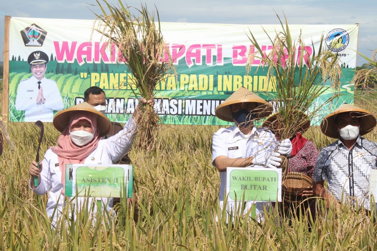 Wabup Blitar Rahmat Santoso mengikuti panen raya padi di Desa Plosorejo, Kecamatan Kademangan, Kabupaten Blitar/ist