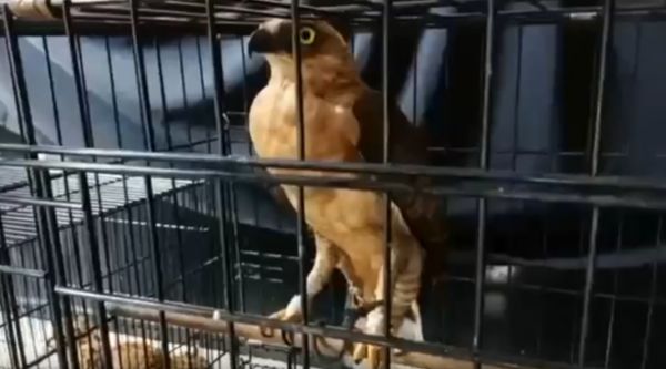 Penyelundupan Satwa Dilindungi di Surabaya Digagalkan