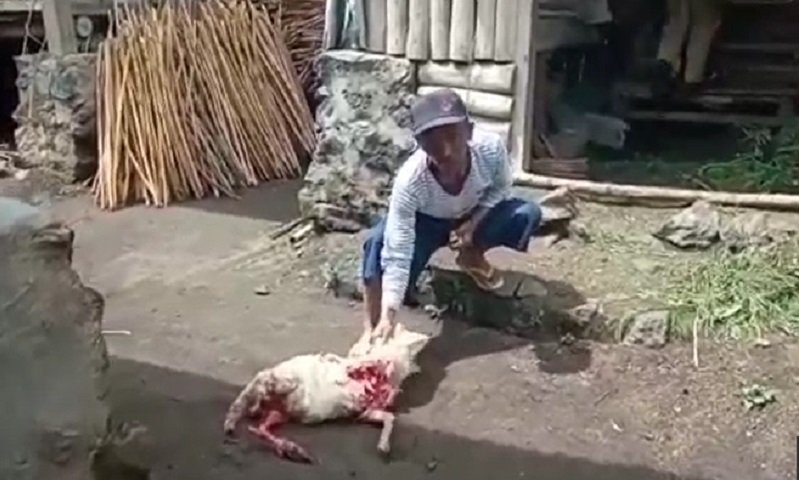 Kondisi kambing yang diduga diserang hewan buas (Foto / Metro TV)