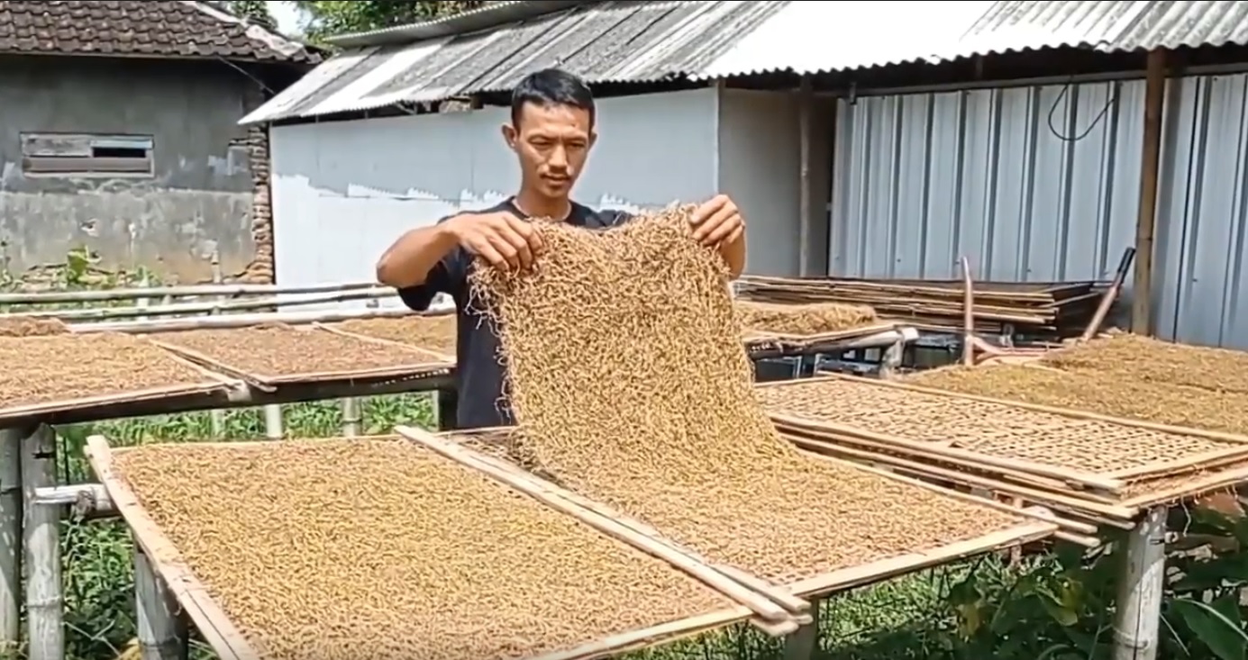 M. Nursalim saat mengecek rajangan tembakau daun talas yang dikeringkan (Foto / Metro TV)