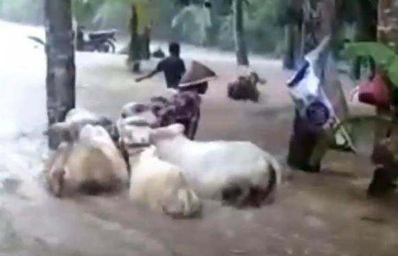 Sejumlah warga bergotong royong menyelamatkan hewan ternak mereka akibat banjir (Foto / Metro TV)