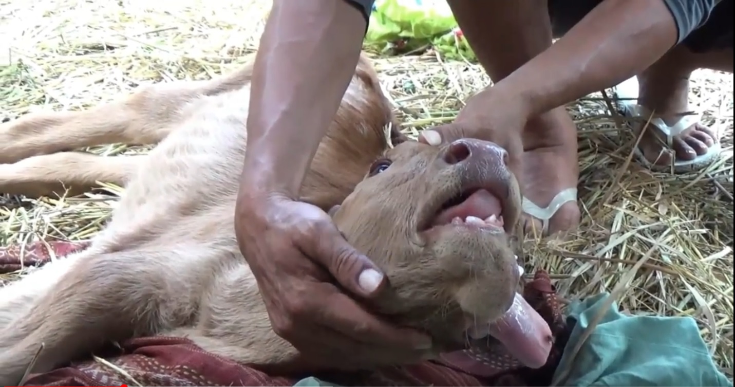 Anak Sapi Unik Lahir di Jember, Miliki 3 Mata dan 2 Mulut