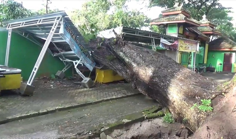 Kondisi pohon trembesi timpa rumah warga (Foto / Metro TV)