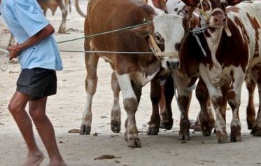 Diduga Kesiangan, Maling Sapi di Ponorogo Tinggalkan Hasil Curiannya di Jurang
