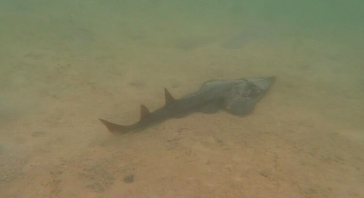 Tangkapan layar ikan Pari Gitar yang langka di Pantai Selayar, Bawean (Foto / Istimewa)