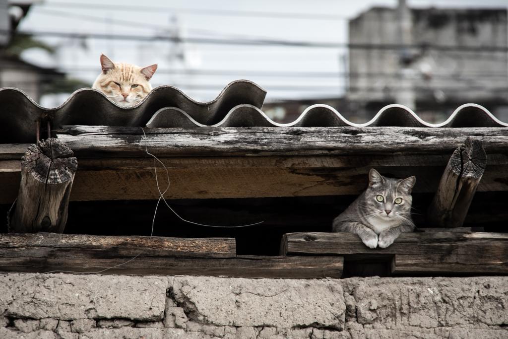 7 Cara Aman Mengusir Kucing dari Plafon Rumah