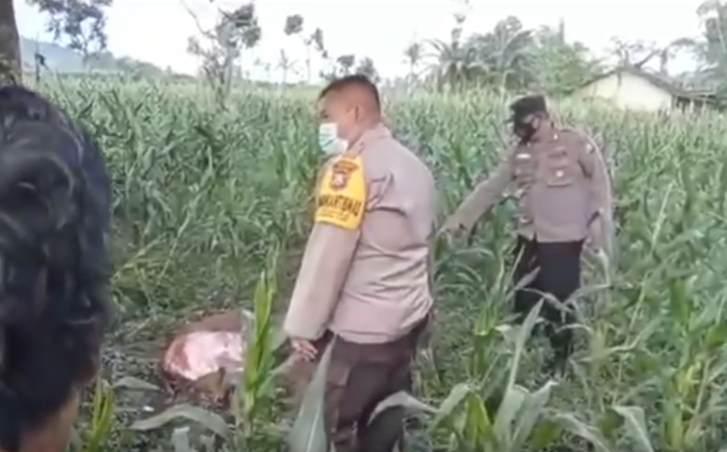 Potongan tubuh sapi dibiarkan tercecer  oleh kawanan pencuri di kebun jagung/metrotv