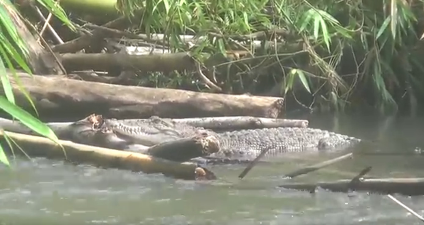 Buaya Muara Sepanjang 1,5 Meter Resahkan Warga Kediri