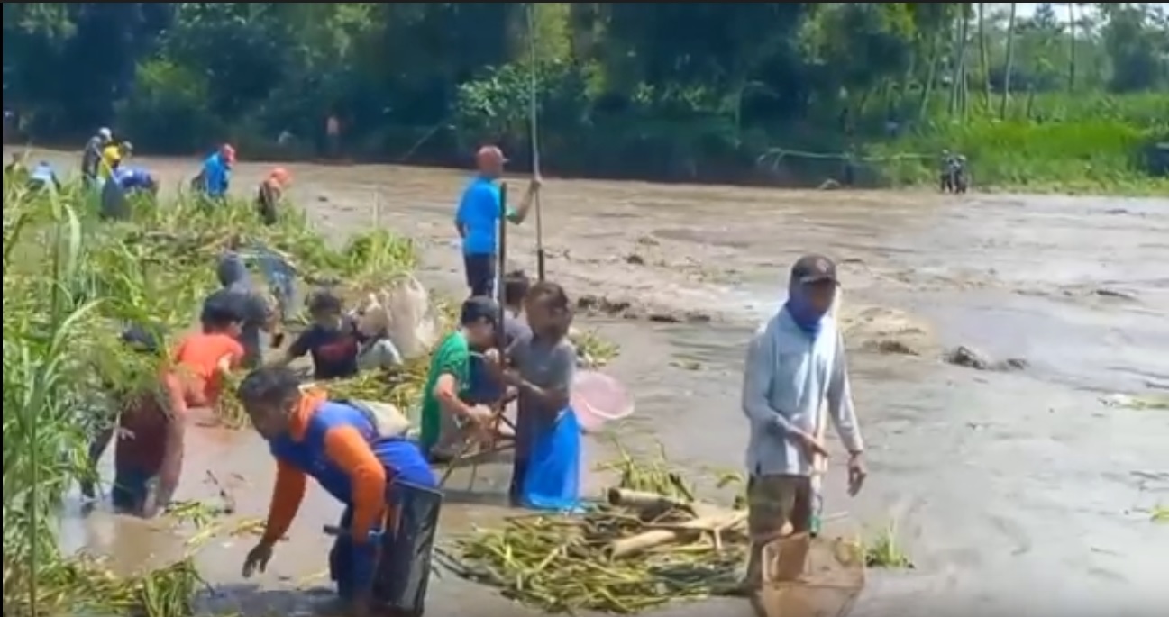 Ratusan warga berburu ikan 'mabuk' di sepanjang aliran Sungai Brantas di Tulungagung, Jawa Timur.