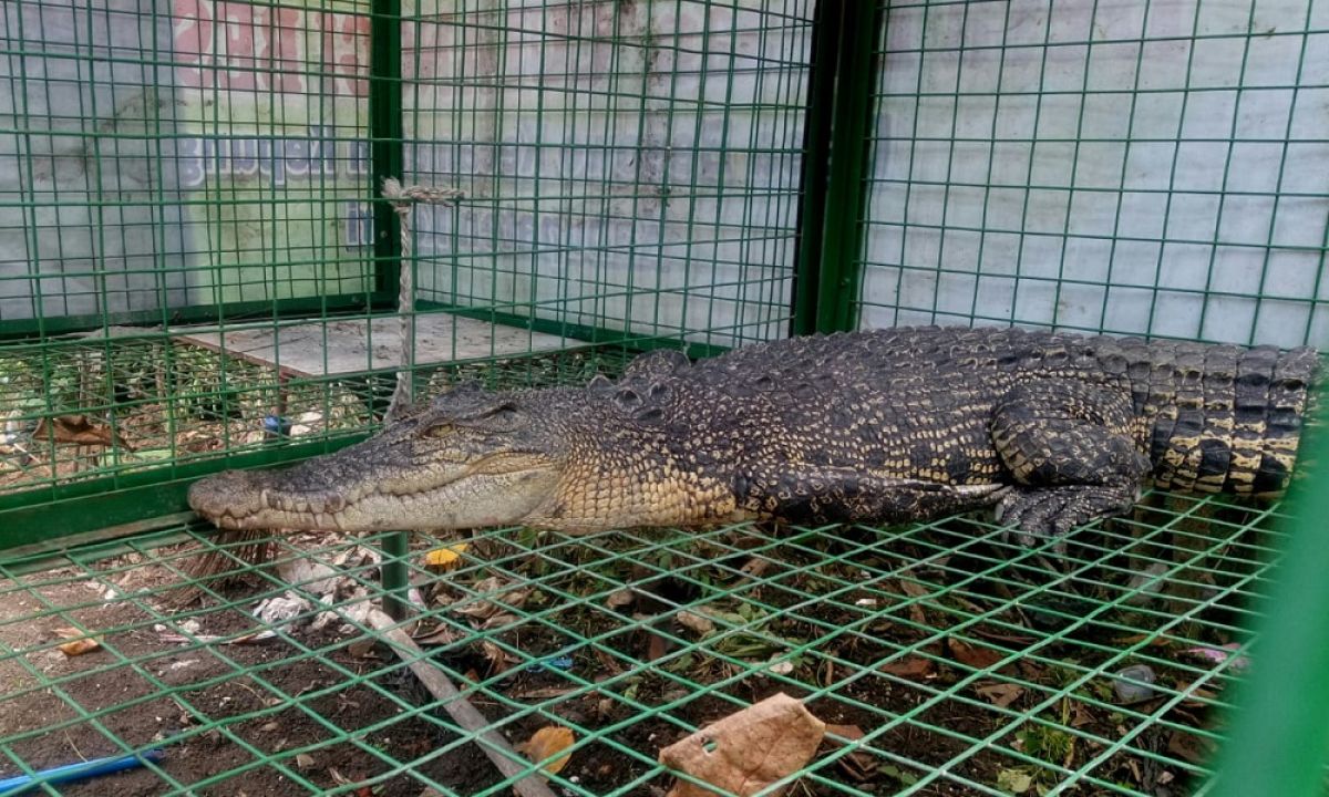 Buaya muara di Kediri tertangkap warga (Foto / Metro TV)