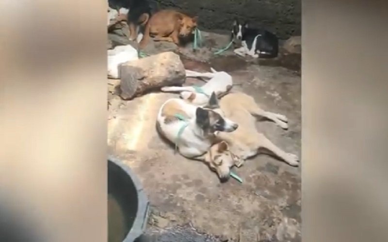 Kondisi anjing di tempat jagal Blitar (Foto / Istimewa)