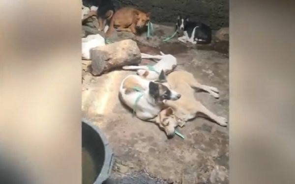 Tempat Jagal Anjing Blitar Digerebek, 36 di Kandang, 6 Mati