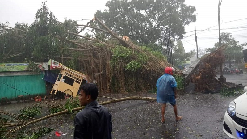 Pohon besar tumbang hingga menimpa warung di Kota Malang (Foto / Metro TV)