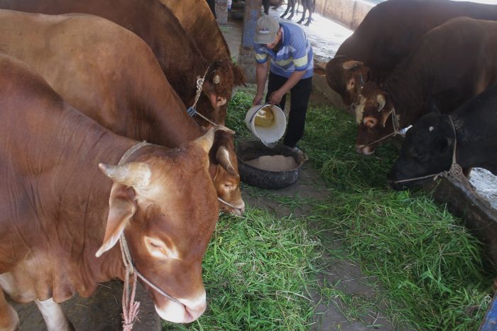 Kredit Sapi Petrokimia Gresik Menjerat Peternak, <i>Lho?