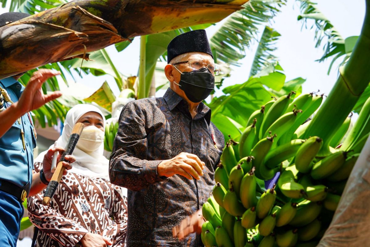 Didampingi Gubernur Jatim Khofifah Indar Parawansa, Wakil Presiden Ma'rif Amin panen pisang di Ponorogo (Foto / Hum)