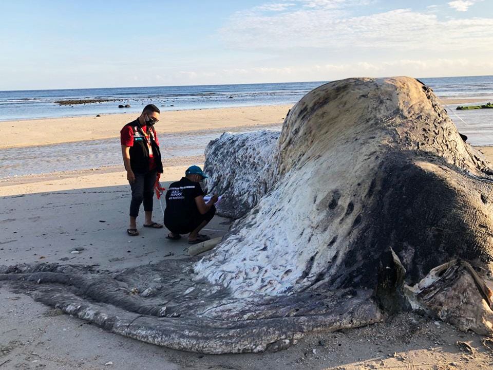 Nelayan menemukan bangkai paus di Desa Ngadu Mbolu, Kecamatan Umbu Ratu Nggay, Sumba Tengah, NTT, beberapa waktu lalu. Foto: Media Indonesia/Dok. Balai Kawasan Konservasi Perairan Nasional (BKKPN) Kupang.