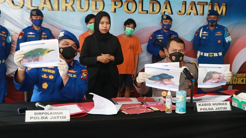 Dirpolairud Polda Jatim, Kombes Pol Puji Hendro Wibowo menunjukkan barang bukti penyelundupan satwa (Foto / Metro TV)