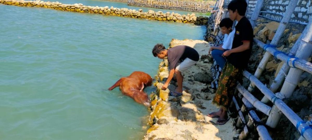 Bangkai sapi mengapung di laut Madura (Foto / Metro TV)