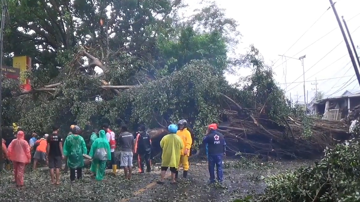 Petugas dan warga mengevakuasi pohon tumbang/metrotv